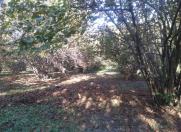 Satılır 50 sot torpaq Qax