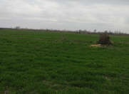 Satılır 900 sot torpaq Ağdaş