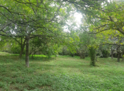 Satılır 12 sot torpaq Şəki