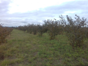 Satılır 219 sot torpaq Xaçmaz