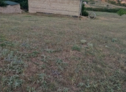 Satılır 10 sot torpaq Şamaxı