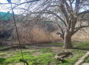 Satılır 12 sot torpaq Maştağa