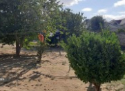 Satılır 5 sot torpaq Saray