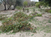 Satılır 12 sot torpaq Görədil