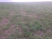 Satılır 2000 sot torpaq Salyan