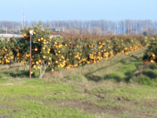 Satılır 400 sot torpaq Lənkəran