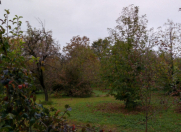 Satılır 36 sot torpaq Qəbələ