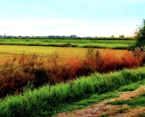 Satılır 500 sot torpaq Bərdə