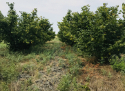 Satılır 1.5 sot torpaq Xaçmaz