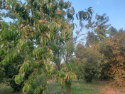 Satılır 26 sot torpaq İsmayıllı