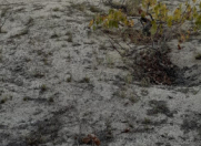 Satılır 8 sot torpaq Novxanı