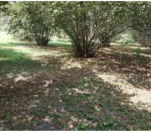 Satılır 96 sot torpaq Oğuz