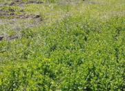 Satılır 22 sot torpaq Şabran