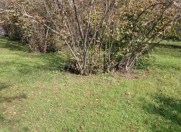 Satılır 8 sot torpaq Qəbələ