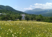 Satılır 85 sot torpaq Qəbələ