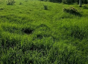 Satılır 50 sot torpaq Qəbələ