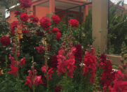 Satılır 11 otaqlı 250 m2 həyət evi Novxanı