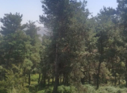 Satılır 11 sot torpaq Gədəbəy