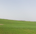 Satılır 178 sot torpaq Quba