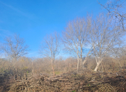 Satılır 15 sot torpaq Qəbələ