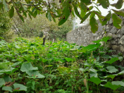 Satılır 10 sot torpaq Şəki