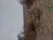 İcarəyə verilir 210 sot torpaq Salyan