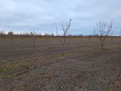 Satılır 460 sot torpaq Xaçmaz