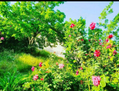 Satılır 16 sot torpaq Xırdalan