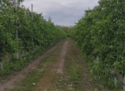 Satılır 3500 sot torpaq Qusar