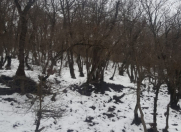 Satılır 50 sot torpaq Şabran