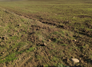 Satılır 13000 sot torpaq Qusar