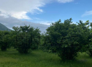 Satılır 50 sot torpaq Qax