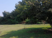 Satılır 98 sot torpaq Qəbələ