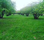 Satılır 40 sot torpaq Qəbələ