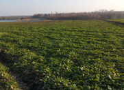 Satılır 109 sot torpaq Xaçmaz