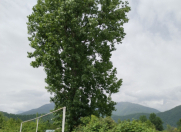 Satılır 24 sot torpaq Qəbələ