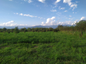 Satılır 150 sot torpaq Zaqatala