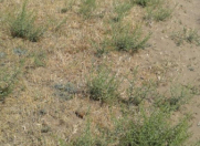 Satılır 65000 sot torpaq Şabran