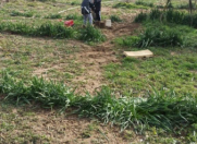 Satılır 30 sot torpaq Albalı