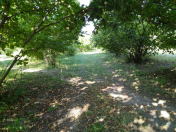 Satılır 400 sot torpaq Qəbələ