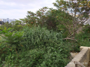 Satılır 9.6 sot torpaq Badamdar