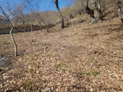 Satılır 8 sot torpaq Qusar