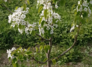 Satılır 30 sot torpaq Quba