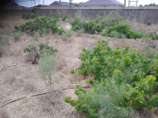 Satılır 6 sot torpaq Qala