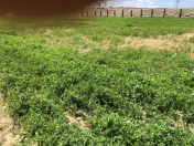 Satılır 100 sot torpaq Elit ticarət mərkəzi