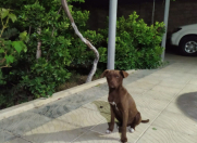 İcarəyə verilir 5 otaqlı 1200 m2 bağ evi Hövsan