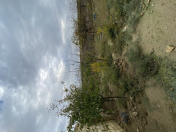 Satılır 4 sot torpaq Saray