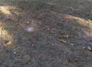 Satılır 6 sot torpaq Quba