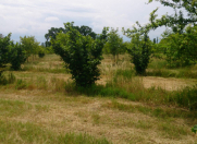 Satılır 200 sot torpaq Qəbələ