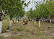 Satılır 15 sot torpaq Albalı